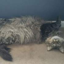 Thumbnail photo of Oscar #2