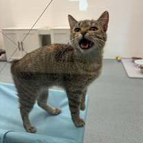 Thumbnail photo of Bunny #1