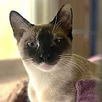 Thumbnail photo of MOCHI #4