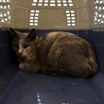 Thumbnail photo of Bloom #2