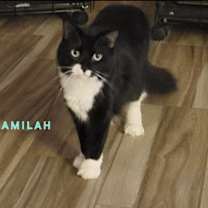 Thumbnail photo of Kamilah #2