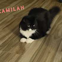 Thumbnail photo of Kamilah #3