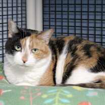 Thumbnail photo of Cali (declawed) #3