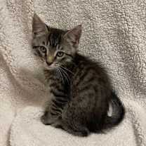 Thumbnail photo of Eli #2