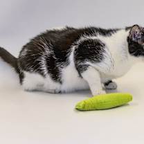 Thumbnail photo of Meadow #4