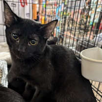 Thumbnail photo of Sable #1