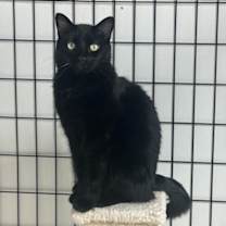 Thumbnail photo of Bagel #1