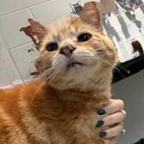 Thumbnail photo of Banana #3