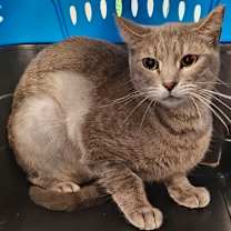 Thumbnail photo of Pinkerbell Robbins #2