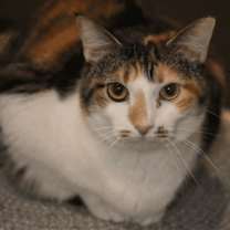 Thumbnail photo of Skye #1