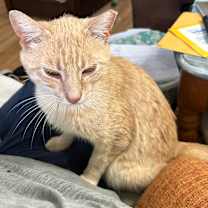 Thumbnail photo of MELVIN #3