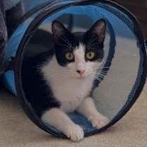 Thumbnail photo of Poppy #1