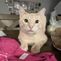 Thumbnail photo of Gabriel #1