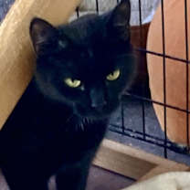 Thumbnail photo of Bonita #2