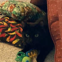 Thumbnail photo of Bonita #3