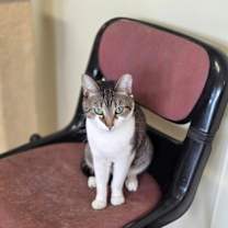 Thumbnail photo of Artemis #2