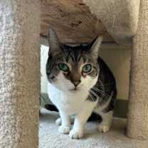 Thumbnail photo of Artemis #3