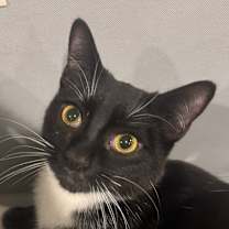 Thumbnail photo of Joey - $25 Sponsored Adoption Fee! #4