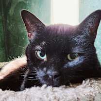 Thumbnail photo of Princey #1