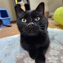 Thumbnail photo of Princey #3