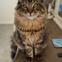 Thumbnail photo of Leo #1