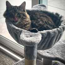 Thumbnail photo of Leo #4