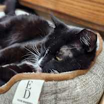 Thumbnail photo of Buzz #4
