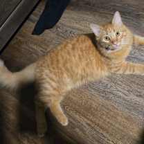 Thumbnail photo of Pele #4