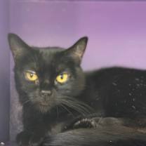 Thumbnail photo of Groot #1