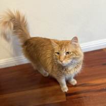 Thumbnail photo of Cheeto #4