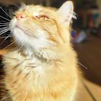 Thumbnail photo of Cheeto #1