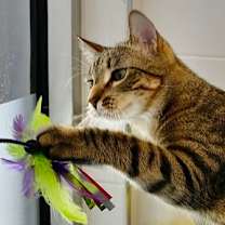 Thumbnail photo of WENDELL #3