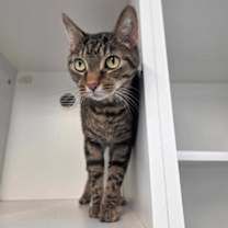 Thumbnail photo of Mishi #1