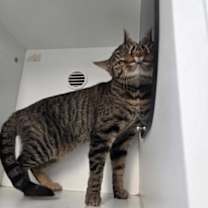 Thumbnail photo of Mishi #2