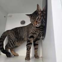 Thumbnail photo of Mishi #3
