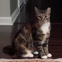 Thumbnail photo of Feral Torbi #2