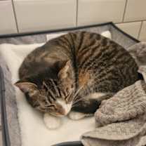 Thumbnail photo of Mango #2