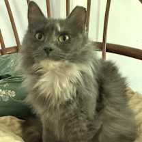 Thumbnail photo of Evangeline #1