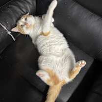 Thumbnail photo of Peaches #2