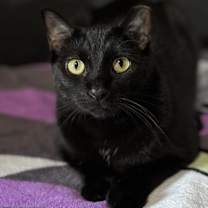 Thumbnail photo of Severus #1