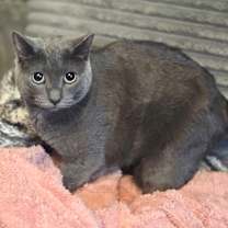 Thumbnail photo of Scar #1