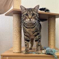 Thumbnail photo of Tart #1