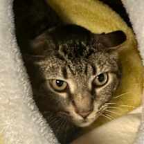 Thumbnail photo of Jupiter #2