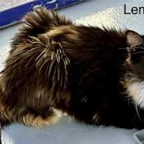 Thumbnail photo of Lemur #2