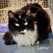 Thumbnail photo of Lemur #3