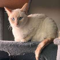 Thumbnail photo of Lucky (& Miesha) #1