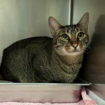 Thumbnail photo of Barney #3