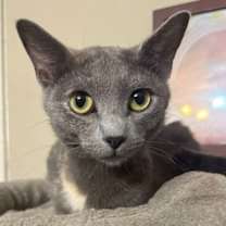 Thumbnail photo of Midnight ! Big Beautiful Ears! #4