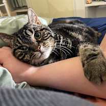 Thumbnail photo of Cici #3