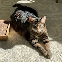 Thumbnail photo of Max (bonded with Katie) #3